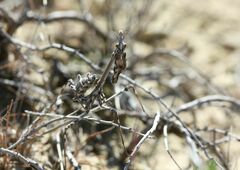 Empusa pennicornis