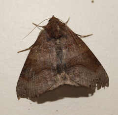 Bastilla hamatilis