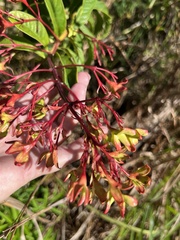 Clerodendrum indicum