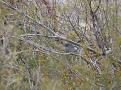 Polioptila