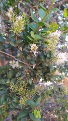 Notanthera heterophyllus