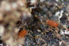 Smarididae
