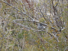Polioptila