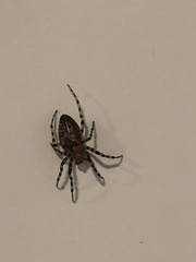 Alpaida gallardoi