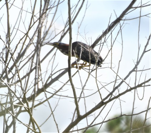 Butorides virescens image