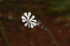 Silene graeca