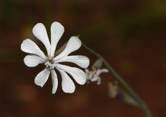 Silene graeca