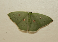 Comostola leucomerata