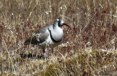 Ibidorhyncha struthersii