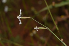 Silene graeca
