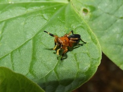 Phiale crocea