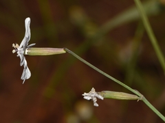 Silene graeca