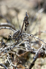 Empusa pennicornis