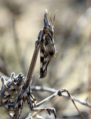 Empusa pennicornis