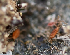 Smarididae