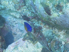 Centropyge bispinosa