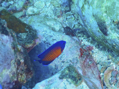 Centropyge bispinosa