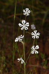 Silene graeca