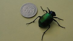 Calosoma sycophanta