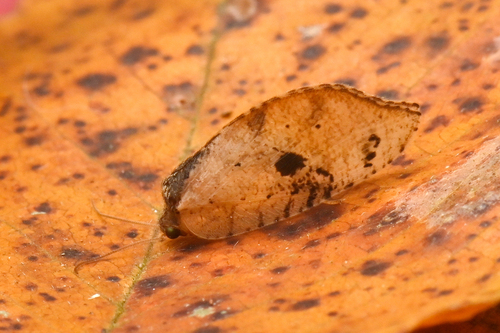 Drepanacra plaga