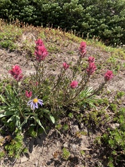 Castilleja parviflora oreopola