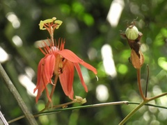 Coccinea