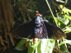 Pyrrhopyge zenodorus