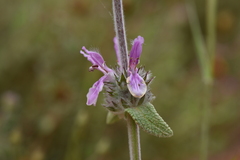 Stachys cretica