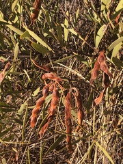 Acacia xiphophylla