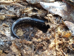 Plethodon mississippi