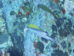 Chromis nitida