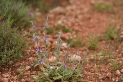 Stachys cretica