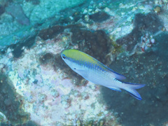 Chromis nitida
