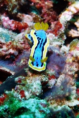 Chromodoris annae