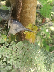 Vachellia hindsii