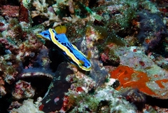 Chromodoris annae
