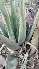 Aloe vera
