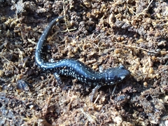 Plethodon mississippi