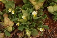 Tripodion tetraphyllum