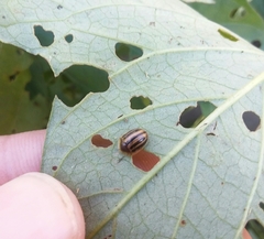 Agroiconota bivittata