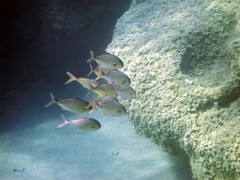 Seriola