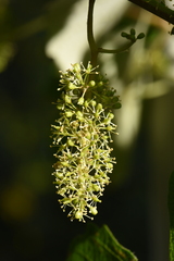 Vitis vinifera vinifera