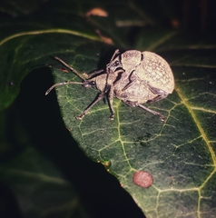 Entiminae
