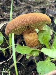 Gymnopilus robustus