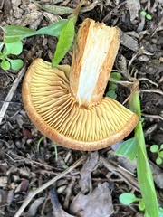 Gymnopilus robustus