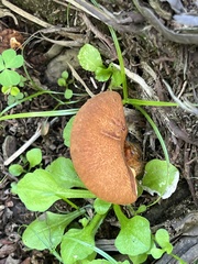 Gymnopilus robustus