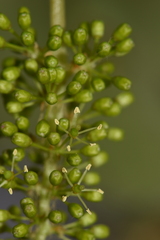 Vitis vinifera vinifera