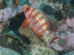 Priacanthus hamrur
