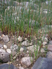 Eleocharis palustris