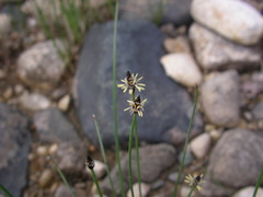 Eleocharis palustris
